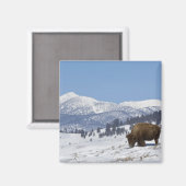 VS, WY, Yellowstone NP, Amerikaanse bizon Bison Magneet (Voorkant / Achterkant)