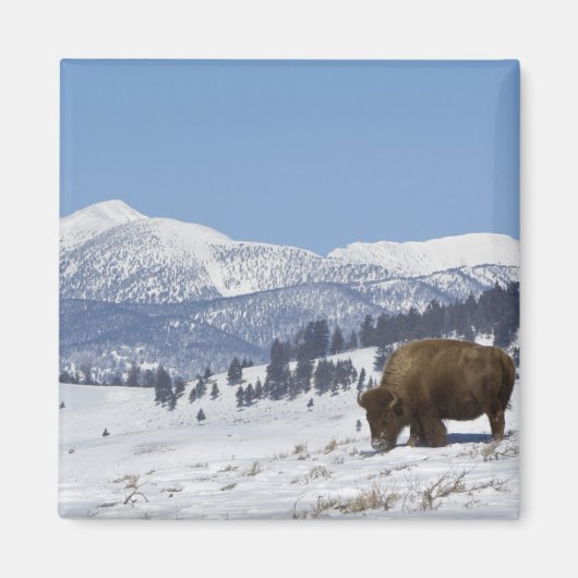 VS, WY, Yellowstone NP, Amerikaanse bizon Bison Magneet (Voorkant)