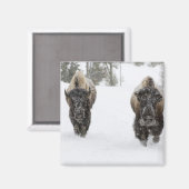 VS, WY, Yellowstone NP, Amerikaanse bizon (Bison Magneet (Voorkant / Achterkant)