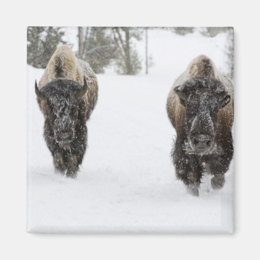VS, WY, Yellowstone NP, Amerikaanse bizon (Bison Magneet (Voorkant)