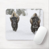 VS, WY, Yellowstone NP, Amerikaanse bizon (Bison Muismat (Met muis)