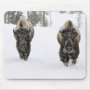 VS, WY, Yellowstone NP, Amerikaanse bizon (Bison Muismat