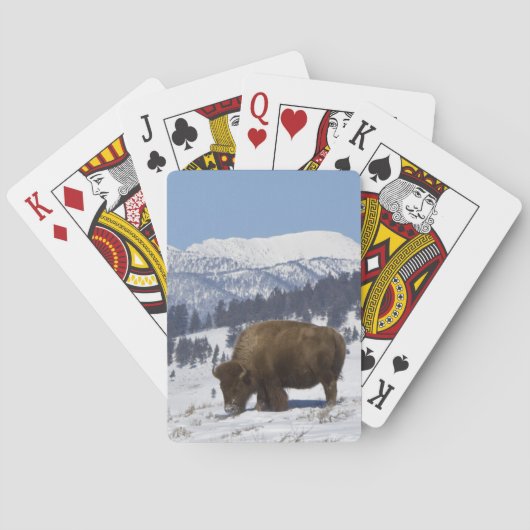 VS, WY, Yellowstone NP, Amerikaanse bizon Bison Pokerkaarten (Achterkant)