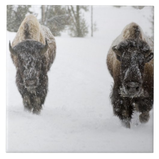 VS, WY, Yellowstone NP, Amerikaanse bizon (Bison Tegeltje (Voorkant)