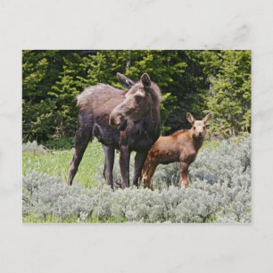 VS, Wyoming, Bighorn Mountains, eland Alces Briefkaart
