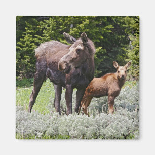 VS, Wyoming, Bighorn Mountains, eland Alces Magneet