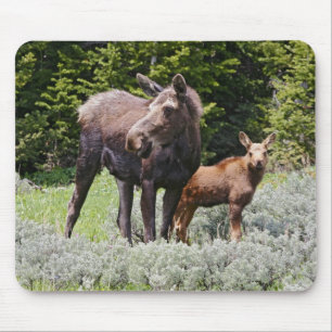 VS, Wyoming, Bighorn Mountains, eland Alces Muismat