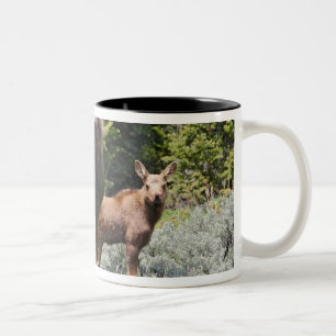 VS, Wyoming, Bighorn Mountains, eland Alces Tweekleurige Koffiemok