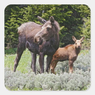 VS, Wyoming, Bighorn Mountains, eland Alces Vierkante Sticker