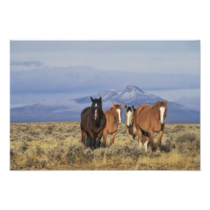 VS, Wyoming, bij Cody Groep paarden Foto Afdruk