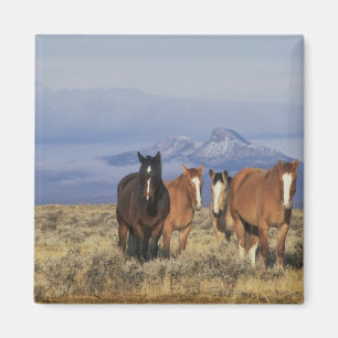 VS, Wyoming, bij Cody Groep paarden Magneet