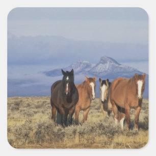 VS, Wyoming, bij Cody Groep paarden Vierkante Sticker