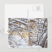 VS, Wyoming, Bobcat Briefkaart (Voorkant / Achterkant)