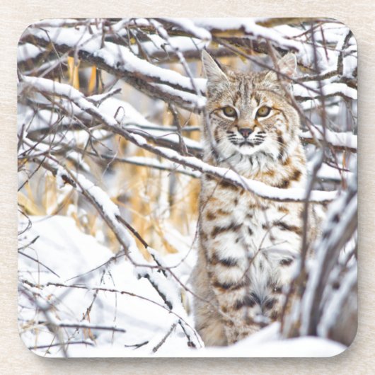 VS, Wyoming, Bobcat Drankjes Onderzetter (Voorkant)