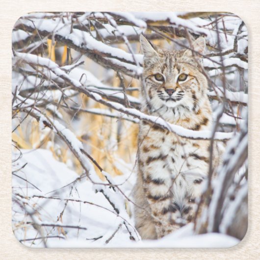VS, Wyoming, Bobcat Kartonnen Onderzetters (Voorkant)