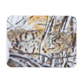VS, Wyoming, Bobcat Magneet (Horizontaal)