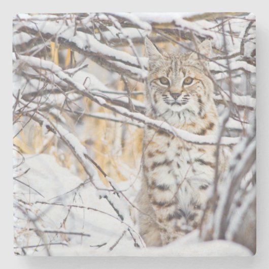VS, Wyoming, Bobcat Stenen Onderzetter (Voorkant)