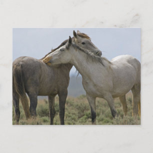 VS, Wyoming, Carbon County. Wilde paarden 2 Briefkaart