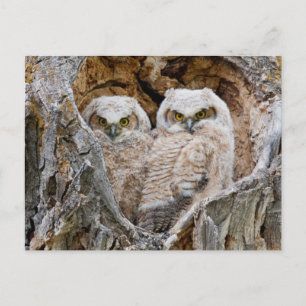 VS, Wyoming, Grand Teton National Park Briefkaart
