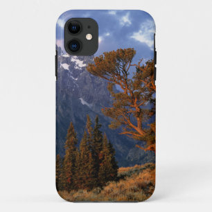 VS, Wyoming, Grand Teton NP. Een eenzame ceder Case-Mate iPhone Case