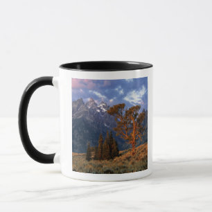 VS, Wyoming, Grand Teton NP. Een eenzame ceder Mok