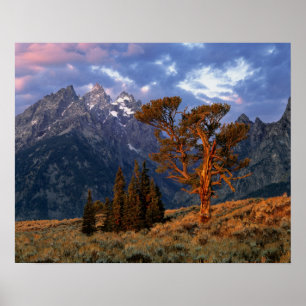 VS, Wyoming, Grand Teton NP. Een eenzame ceder Poster