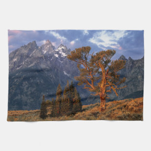 VS, Wyoming, Grand Teton NP. Een eenzame ceder Theedoek