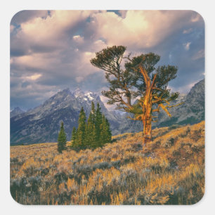 VS, Wyoming, Grand Teton NP. Zonsopgang begroet ee Vierkante Sticker