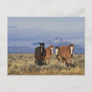 VS, Wyoming, nabij Cody Groep paarden Briefkaart