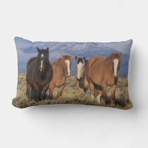VS, Wyoming, nabij Cody Groep paarden Kussen