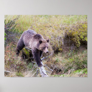 VS, Wyoming, Nationaal park Yellowstone, Grizzly 1 Poster