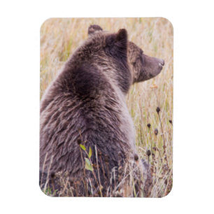 VS, Wyoming, Nationaal park Yellowstone, Grizzly 2 Magneet
