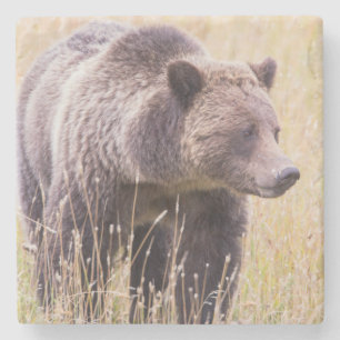 VS, Wyoming, Nationaal park Yellowstone, Grizzly 3 Stenen Onderzetter