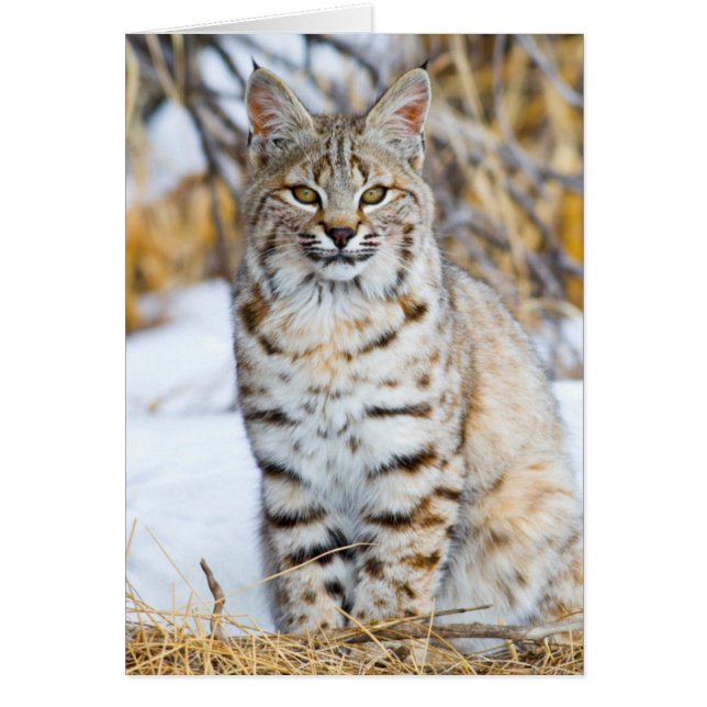 VS, Wyoming, Portret van Bobcat (Voorkant)
