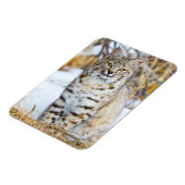VS, Wyoming, Portret van Bobcat Magneet (Linkerzijde)