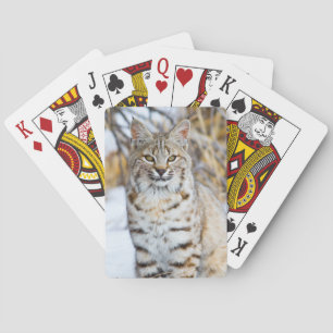 VS, Wyoming, Portret van Bobcat Pokerkaarten
