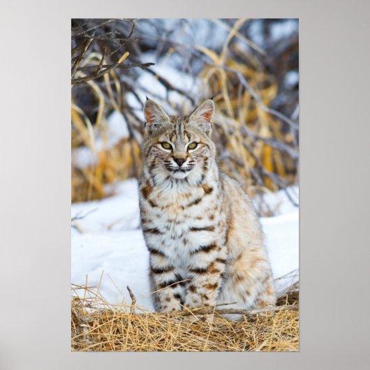 VS, Wyoming, Portret van een rode lynx Poster (Voorkant)