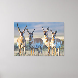 VS, Wyoming, Vier Pronghorn-antilope bokken Canvas Afdruk