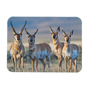 VS, Wyoming, Vier Pronghorn-antilope bokken Magneet