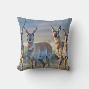 VS, Wyoming, Vier Pronghorn antilopebokken Kussen