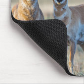 VS, Wyoming, Vier Pronghorn antilopebokken Muismat (Hoek)
