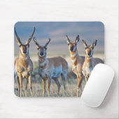 VS, Wyoming, Vier Pronghorn antilopebokken Muismat (Met muis)