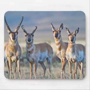 VS, Wyoming, Vier Pronghorn antilopebokken Muismat