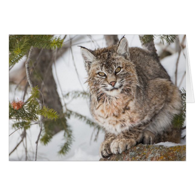 VS, Wyoming, Yellowstone National Park, Bobcat (Voorkant Horizontaal)