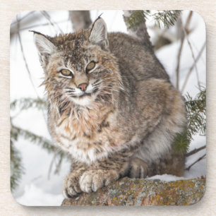 VS, Wyoming, Yellowstone National Park, Bobcat Drankjes Onderzetter