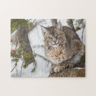 VS, Wyoming, Yellowstone National Park, Bobcat Legpuzzel