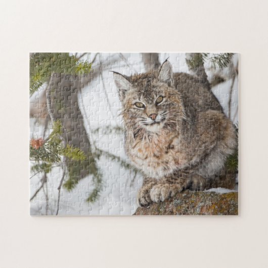 VS, Wyoming, Yellowstone National Park, Bobcat Legpuzzel (Horizontaal)