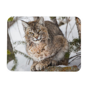 VS, Wyoming, Yellowstone National Park, Bobcat Magneet