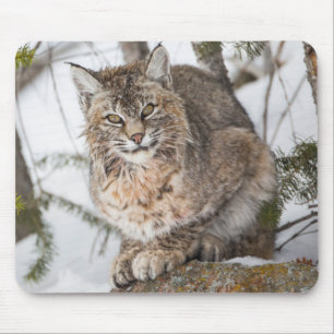 VS, Wyoming, Yellowstone National Park, Bobcat Muismat