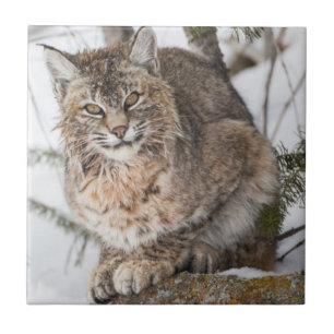 VS, Wyoming, Yellowstone National Park, Bobcat Tegeltje
